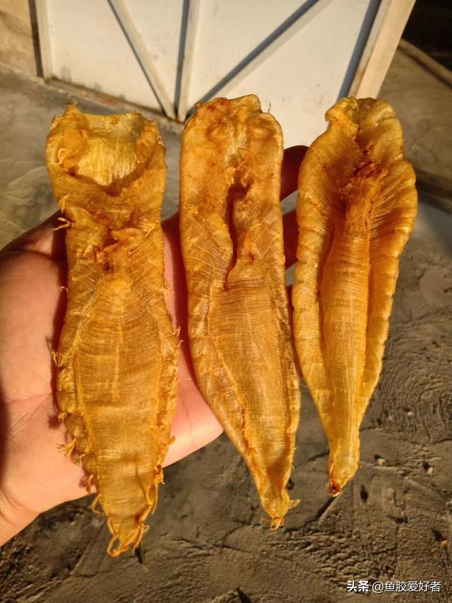 鱼胶是什么，鱼胶是什么原料制成的（学会这些买鱼胶再也不怕被坑）