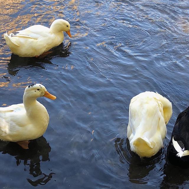 可爱背景图，可爱背景图 幼儿园（唯美可爱背景图）