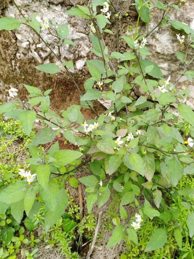 春天的花有什么，春天的花有几种分别是什么（40种小野花）