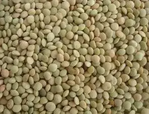 怎么查询鸽子的成绩，怎么查找鸽子的成绩（学习强豪养鸽秘诀）