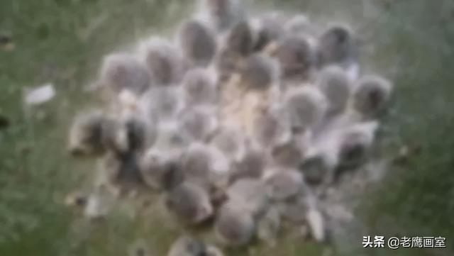 颜料是什么做的，国画颜料是什么做的（你知道最奇葩的颜料是用什么做的吗）