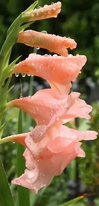 世界上有多少种花，世界上有多少种花?分别是什么（100幅美丽的花儿，赏心悦目）