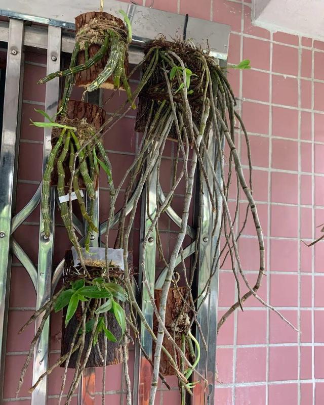 铁皮石斛花的采摘、晾晒和吃法，石斛花直接采摘晒干吗（最好吃的5种花）