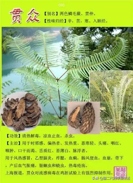 常见中草药图谱，中草药经典图谱（让你知道常用药都长啥样）