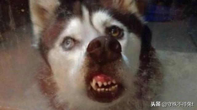 狗不理包子的由来，狗不理包子的由来是什么（是一个叫“狗子”的人经常买包子）