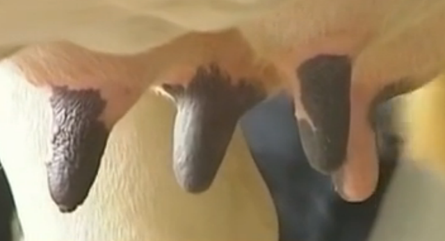 猪奶部位的肉可以吃吗，猪乳肉可以吃吗（能喝吗？你们要的猪奶来了）