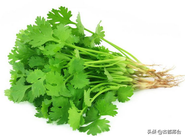 什么是卷心莴苣，卷心莴苣图片（古代邢台人最爱吃的几种蔬菜）