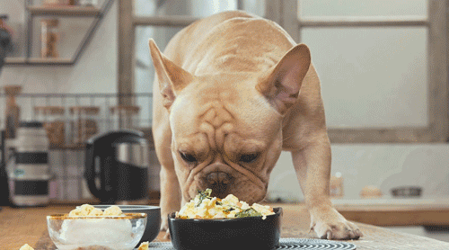 养狗需要做哪些方面的准备，养狗之前需要准备什么（养狗狗所需的“物品清单”）