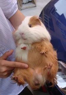 天竺鼠怎么养，养天竺鼠的坏处（如何正确饲养荷兰猪）