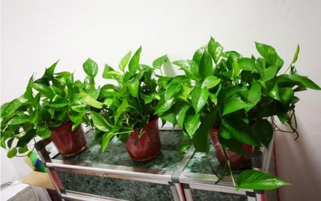 绿萝叶子发黄的原因及解决方法，绿萝叶子发黄（绿萝叶子发黄干枯是什么原因）