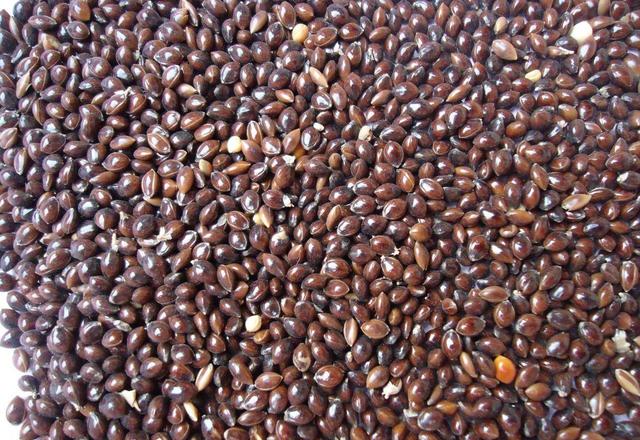 黍子是什么粮食，黍子面是什么粮食作物（高粱和谷子怎么区分）