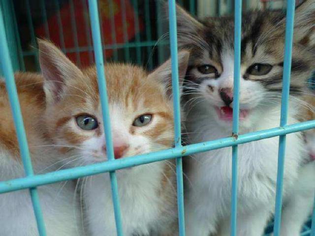 怎么分辨公猫和母猫，如何辨别猫的公母（只有亲身经历了才知道）