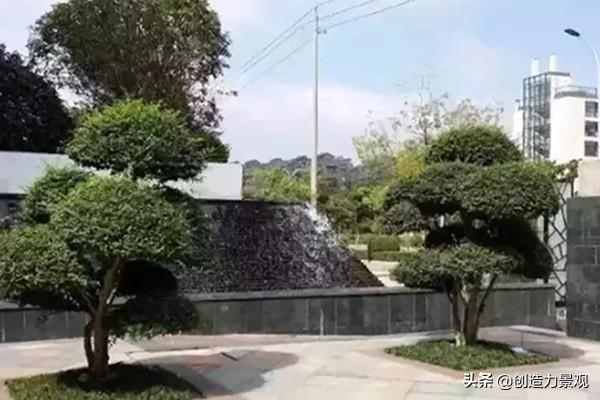 别墅庭院最佳树木，富人的别墅庭院一般栽种什么植物