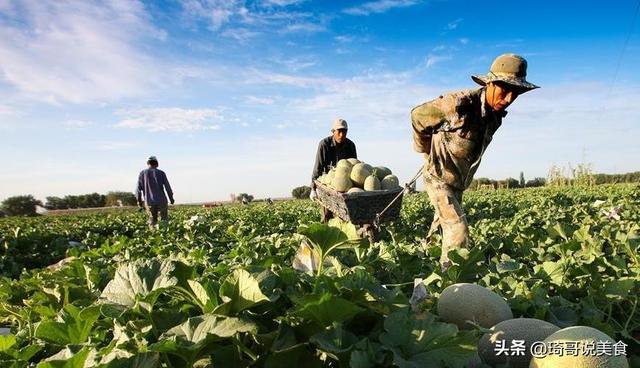 怎样挑选哈密瓜，什么样的哈密瓜好吃（喜欢吃西州蜜瓜的朋友）