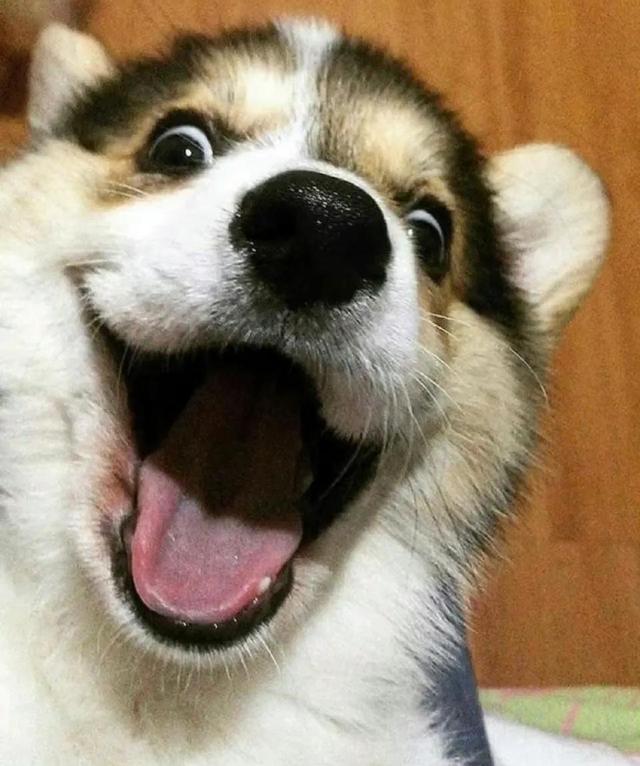 可爱的笑容，微信头像，可爱的笑容（单身狗子头像自拍）