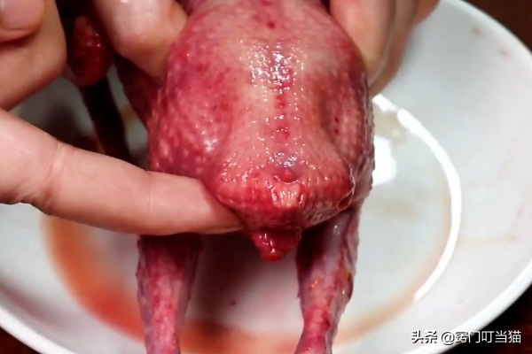 鸽子头能吃吗，鸽子汤为什么不能放姜（鸽子身上5个部位含有毒素）