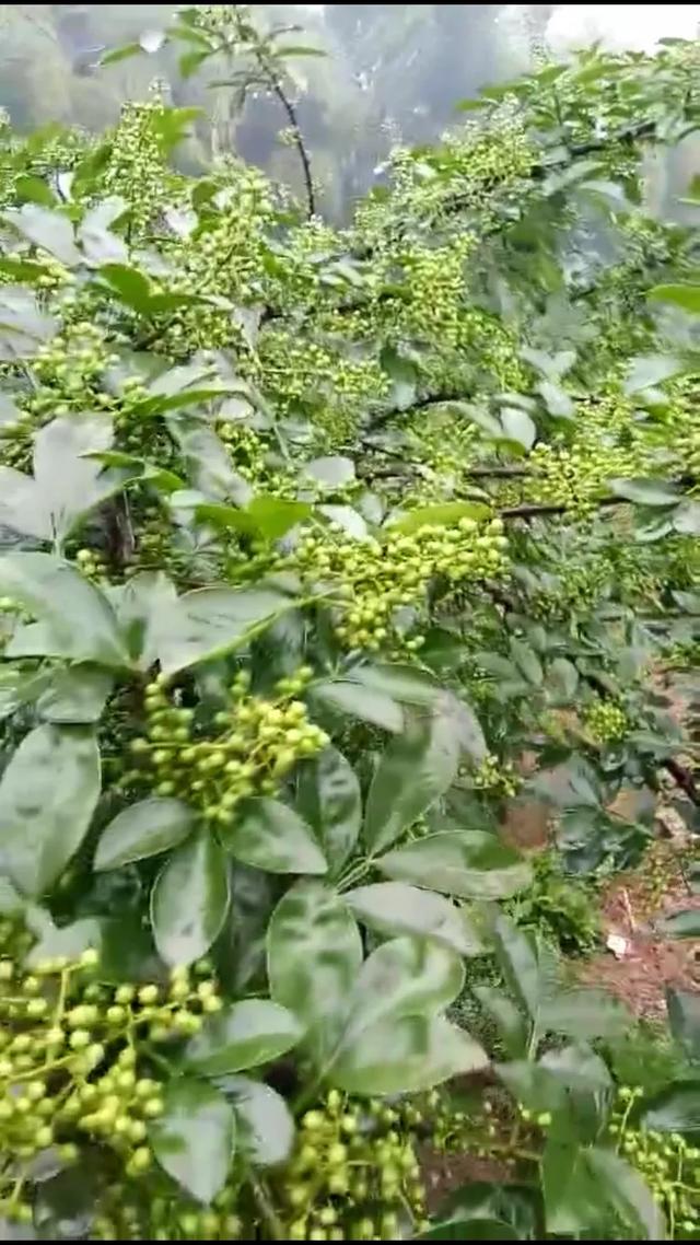 青花椒怎么做的，青花椒怎么制作（你知道你吃的花椒生产过程吗）