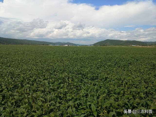 吡唑醚菌酯主要治什么病，吡唑醚菌酯治什么病（复配最广的杀菌剂“吡唑醚菌酯”使用注意事项）