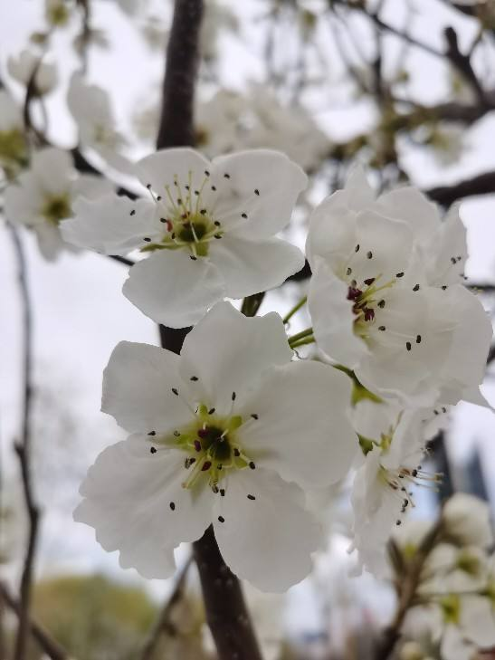 花的品种有哪些，常见花卉分类有哪些品种（80种常见植物图解）