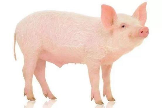 哺乳动物有哪些，世界上哺乳类动物有哪些（哺乳类动物和图片）