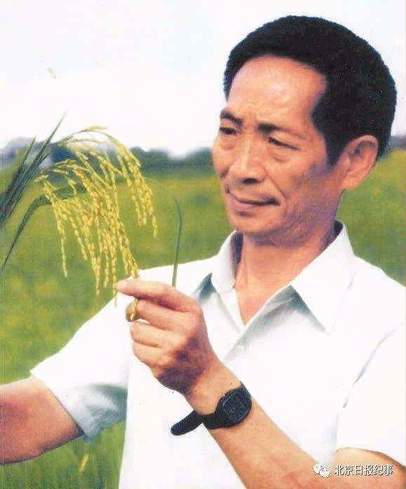 袁隆平杂交水稻，袁隆平多少年研究出杂交水稻（重磅长文重温杂交水稻诞生始末）