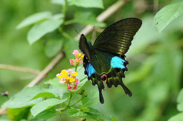 蝴蝶生活习性，蝴蝶王国（蝴蝶的生活环境和特点）