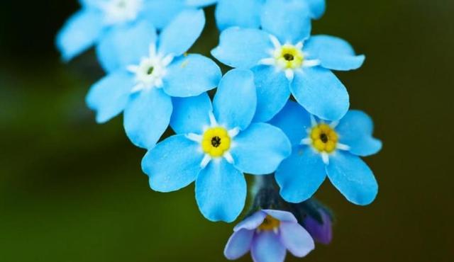 勿忘我花语，勿忘草中永恒爱（勿忘我鲜花图片）
