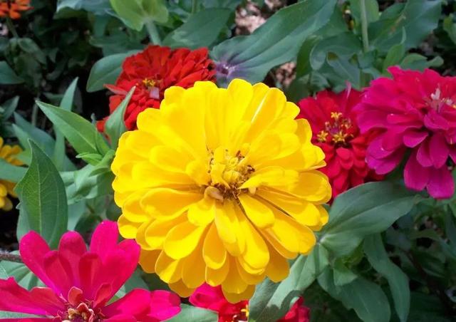 万寿菊几点开花，万寿菊的花什么时候开（这几种植物待天气暖和点撒土里）