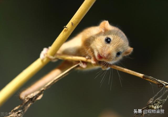 冬眠时间最长的动物，世界上冬眠时间最长的动物是什么（西班牙睡鼠胆子很小）