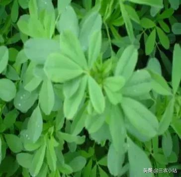 碱蓬菜的功效与作用，碱蓬的功效与作用（山野菜大全）