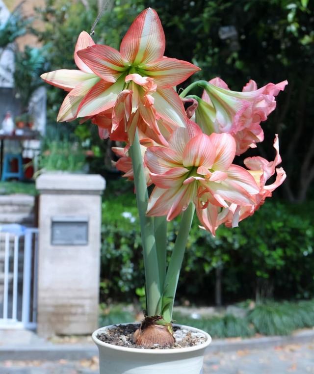 朱顶红开完花后应该怎么处理，朱顶红开花后怎么处理（还能欣赏一茬花）