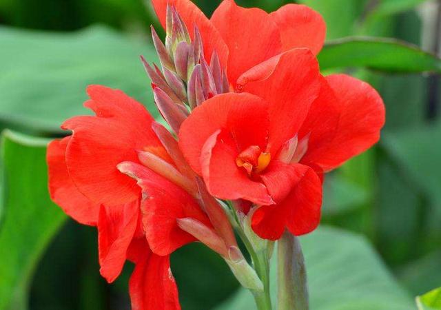 美人蕉花语，养殖做好这几点（美人蕉花语是什么意思）