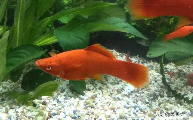 什么鱼好养，什么鱼好养对水质没有要求的（最好养的十种观赏鱼，都在这里）