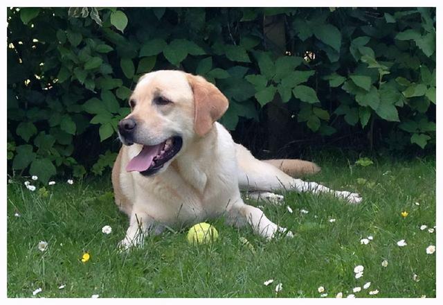 拉布拉多聪明吗，拉布拉多犬和泰迪哪个聪明（聪明的拉布拉多）