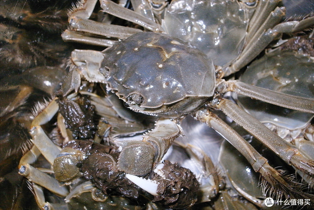 螃蟹公母怎么区分，螃蟹怎么分公母（遇到公蟹和母蟹怎么选）
