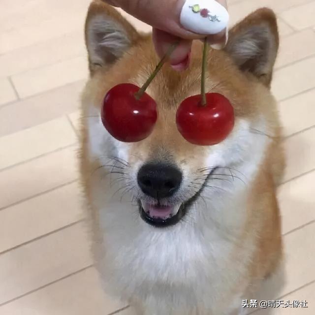 萌宠头像微信，萌宠头像（正如晚来的你皆是笑意）