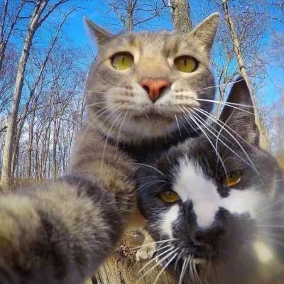 植物大战僵尸头像，植物大战僵尸6人团头微信（在吗？组队换头像啦）