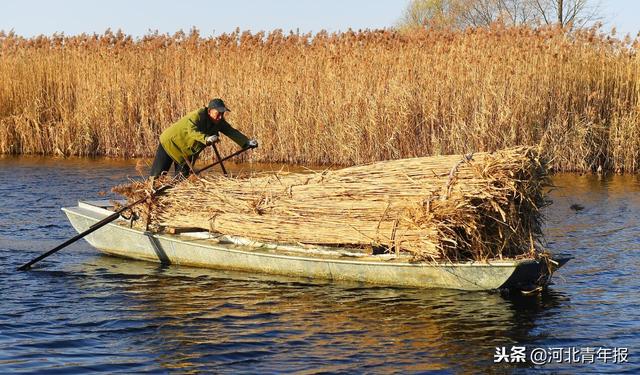 白洋淀冬天的生活，只有60来岁的人才会做……