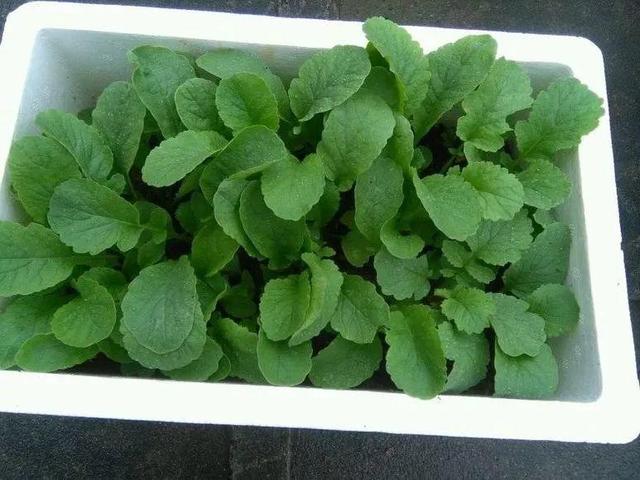 怎么种萝卜芽，萝卜发芽怎么种（春天种盆小萝卜）