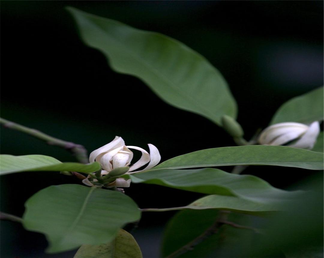 白兰花花语和象征意义