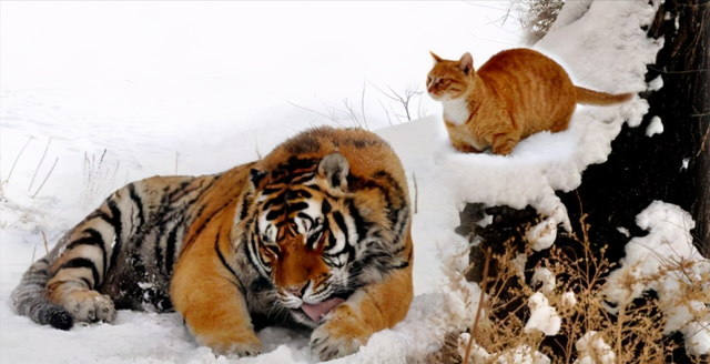 渊源是什么意思，古代中国大家族讲究底蕴深厚