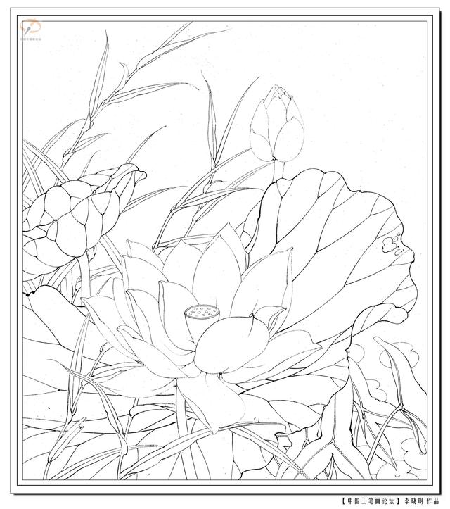 工笔荷花白描，高清工笔荷花白描 110幅
