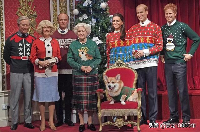 英国最受欢迎的十大名犬，2019英国人最爱狗狗前10名