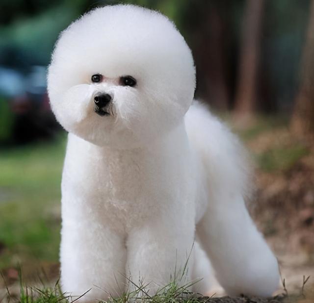 适合家养的中小型犬是什么，适合家里养的中型犬有哪些（占地不大而且还忠诚）