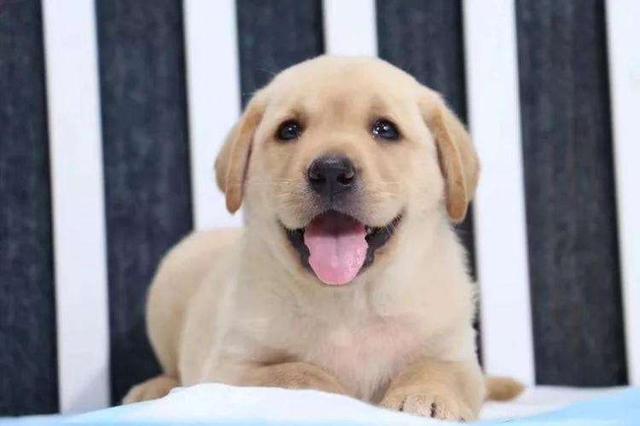 拉布拉多聪明吗，拉布拉多犬和泰迪哪个聪明（聪明的拉布拉多）