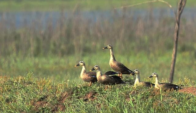 野鸭的种类有哪些，野鸭子有哪几种（TA就是野鸭中最靓的仔）