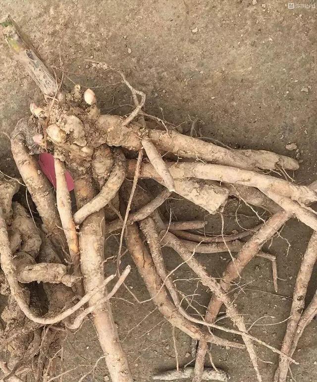 芍药不开花的解决办法，芍药一直不开花怎么办（开花个个比拳头大）