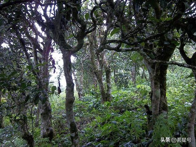 千家寨古树茶是哪个茶区，如何识别千家寨古树普洱茶