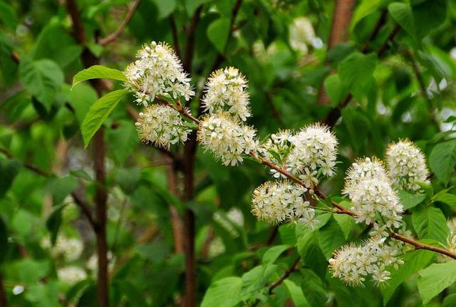 稠李，稠李树，盘点东北独有的野生水果（稠李树图片大全）