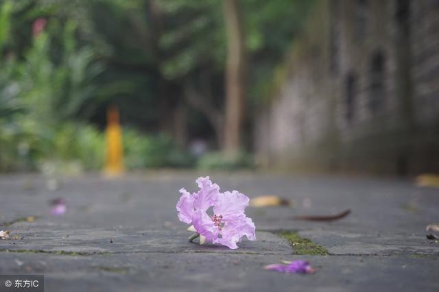 流莺啼转是什么意思近义词是什么，流莺的反义词（春日诗词之十）